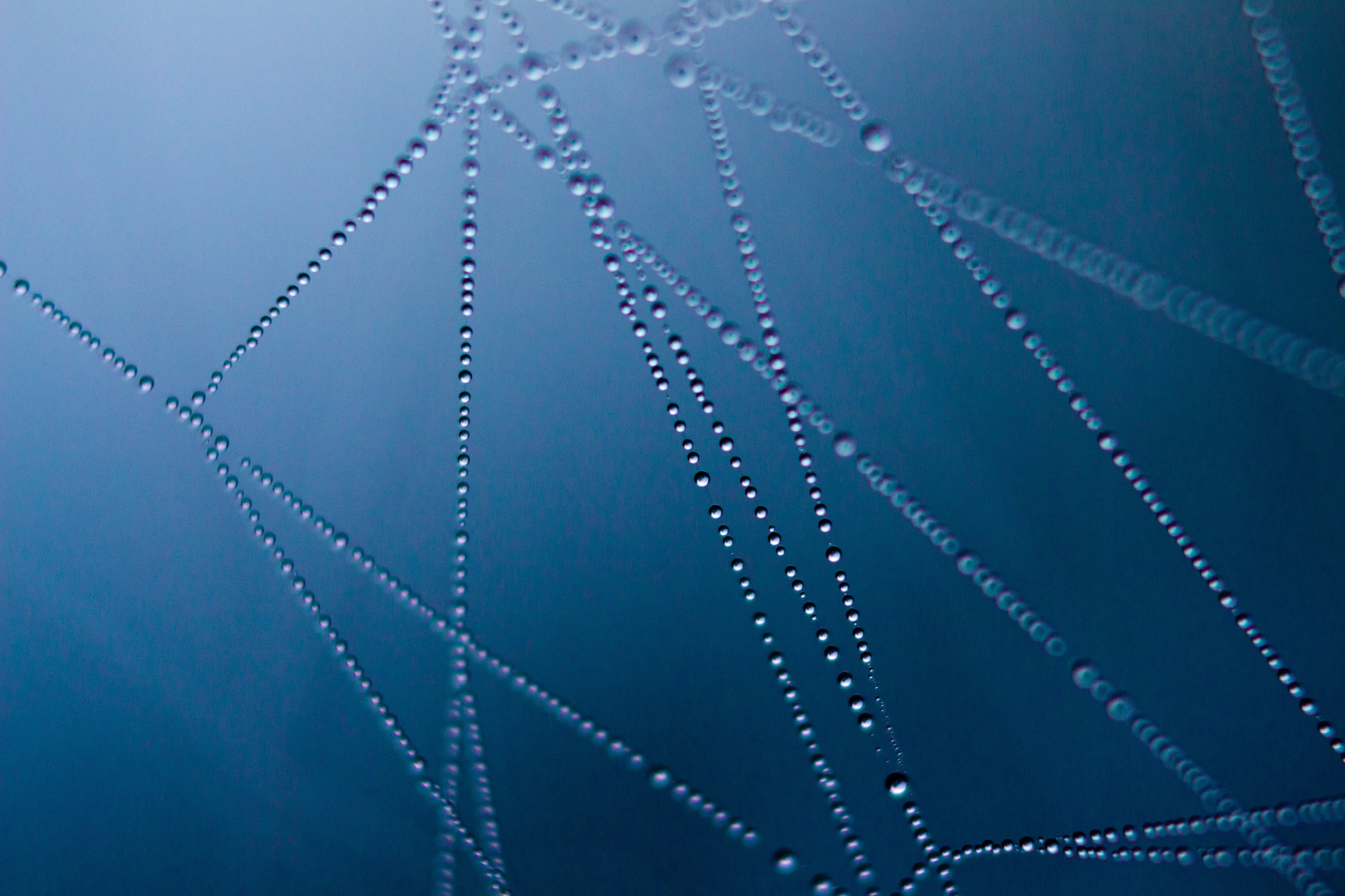 art-cobweb-connection-276223 art-cobweb-connection-276223